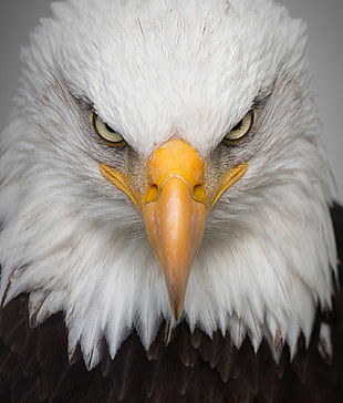 close up photo of Bald Eagle