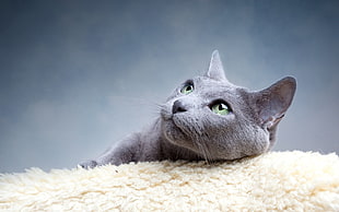 gray cat lying on fur textile HD wallpaper