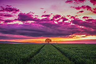 tree in the middle of green grass field during golden time HD wallpaper