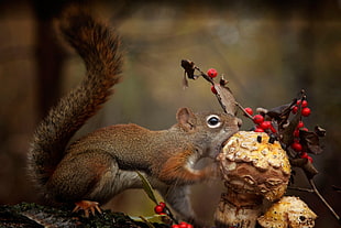 brown squirrel, animals, squirrel, mushroom, eating HD wallpaper