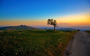 green and brown tree painting, road