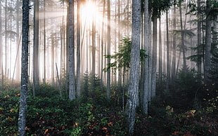 green leaves plants surrounded by trees with mist