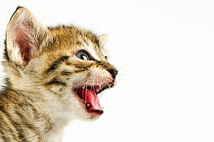 white tabby kitten