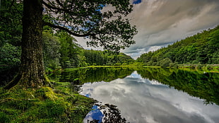 green leafed trees, landscape, England, nature, lake