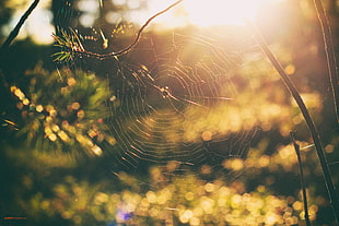 brown spider, nature, spiderwebs, sunset, forest HD wallpaper