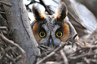 gray and brown owl, macro, owl HD wallpaper