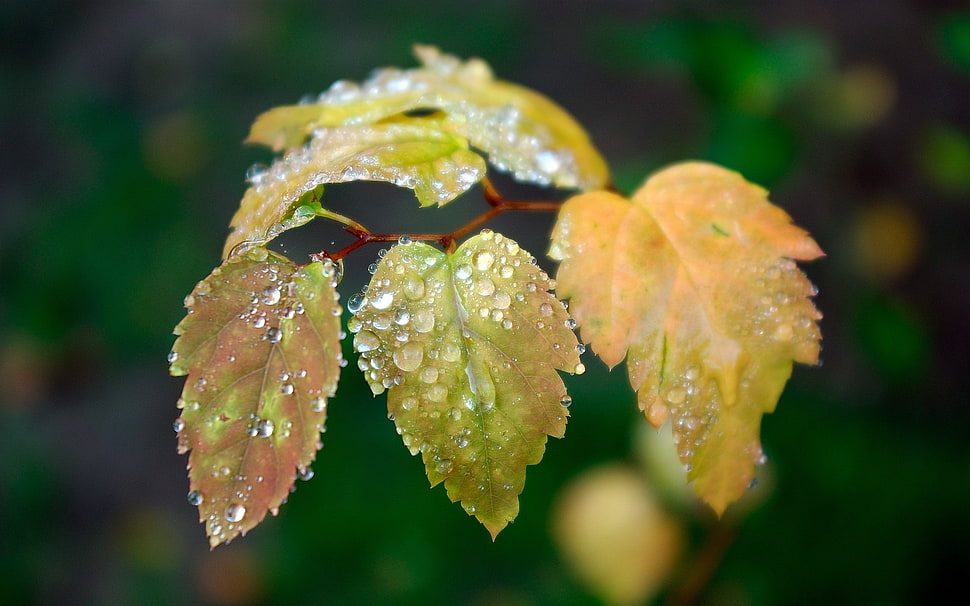 macro shot of green leaves HD wallpaper