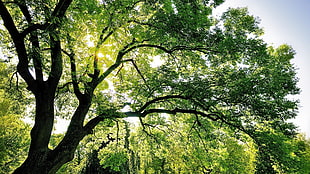 black and green tree branch, nature, landscape HD wallpaper