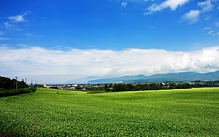 green grass field under blue sky