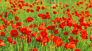 photo of red flowers during daytime