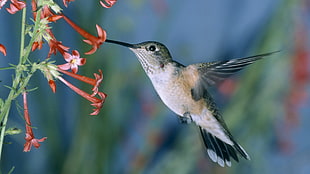 grey and black Hummingbird flying near red petaled flowers HD wallpaper