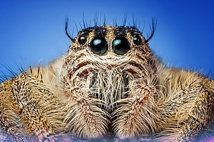 Macro photography of brown Spider