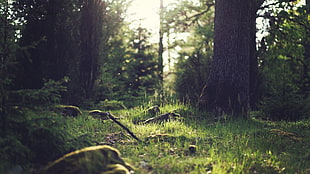 green grass, nature, forest, trees, grass