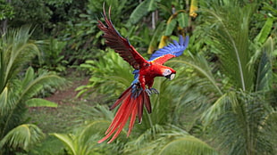 red and blue parrot, macaws, animals, nature, birds HD wallpaper