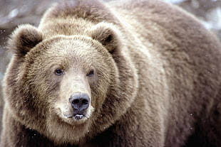 closeup photography of brown bear