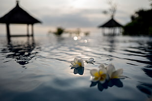 tilt shift photo of two white flowers floating on water