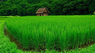green rice field, nature, landscape, green, water HD wallpaper