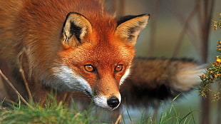 brown fox over the grass HD wallpaper