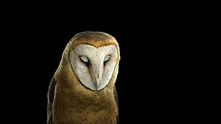 brown barn owl, photography, animals, owl, simple background HD wallpaper
