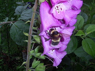 brown and black honey bee on purple petaled flower HD wallpaper