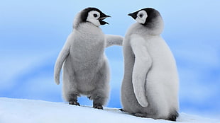 two baby penguins, penguins, animals HD wallpaper