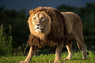 wildlife photography of lion