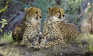 two Cheetahs