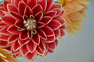 red and yellow petaled flowers in close up photography HD wallpaper