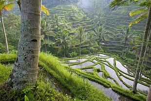 Banaue Rice Terraces, Philippines HD wallpaper