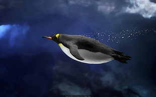 black and white penguin, underwater, penguins, birds HD wallpaper
