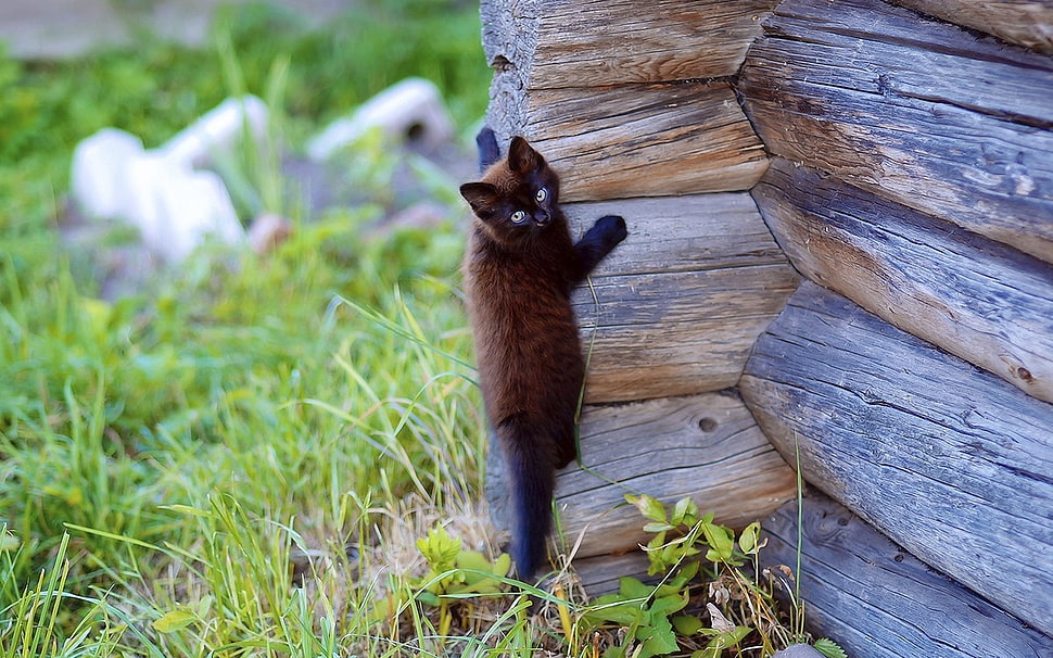 short-coated brown cat climbing on the brown wooden house HD wallpaper