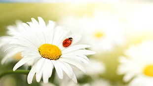 macro shot photography of white petaled flower and lady bug HD wallpaper