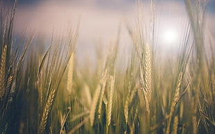 green rice field photo shot during daytime HD wallpaper
