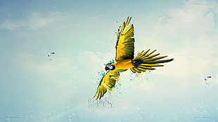 yellow and black macaw, macaws, birds, sky, parrot HD wallpaper