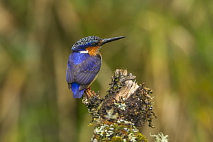 blue and brown humming bird perched on tree branch, kingfisher, madagascar HD wallpaper