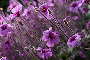 view of a pink 6-petal flowers, geranium