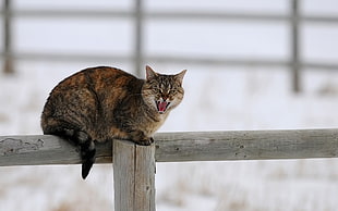 tortoiseshell cat on gray wooden fence HD wallpaper