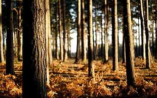 photo of brown tree trunks during daytime