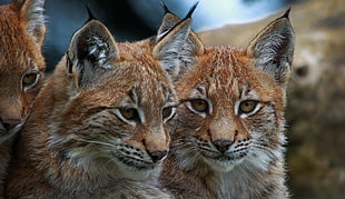 two brown tabby cats