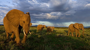 four brown elephants, animals, elephant HD wallpaper