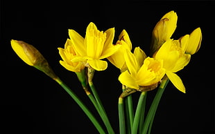 photography of yellow petal flowers with black background HD wallpaper