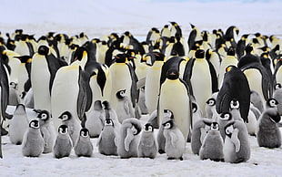 flock of penguin, animals, penguins, birds, baby animals HD wallpaper