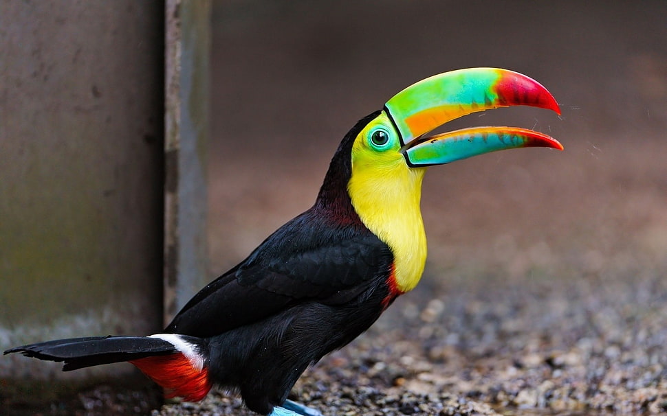 yellow, red, and black toucan, toucans, birds, animals HD wallpaper