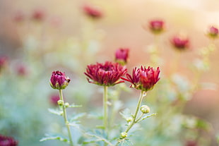 pink flowers, flowers, chrysanthemums, fall HD wallpaper