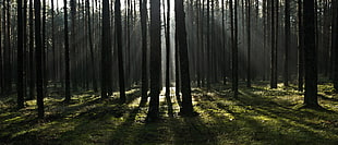 silhouette of trees during daytime