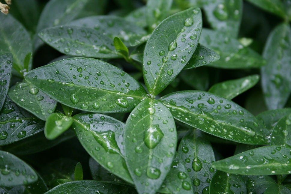 closeup photo of green leaf with dew HD wallpaper