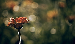 brown petaled flower, nature, macro, depth of field, flowers