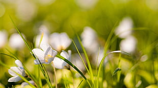 closeup photo of white petaled flowers