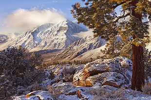 green leafed trees and snow-covered mountain range, landscape, nature, winter, California