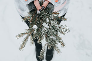 green leaves, Fir, Snow, Branches HD wallpaper